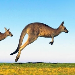 tecniche-di-studio-canguro