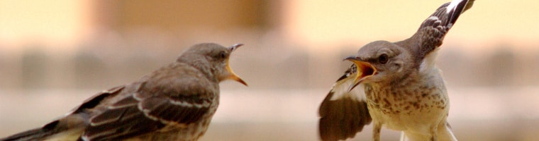 Leadership: vinci con le azioni e non con le discussioni