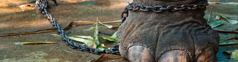 mentalita-convizioni-elefante