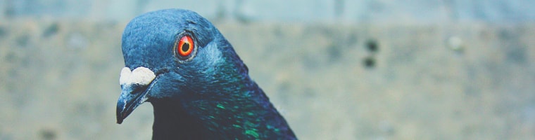 dipendenza-da-smartphone-piccione