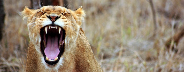 insoddisfatti-savana