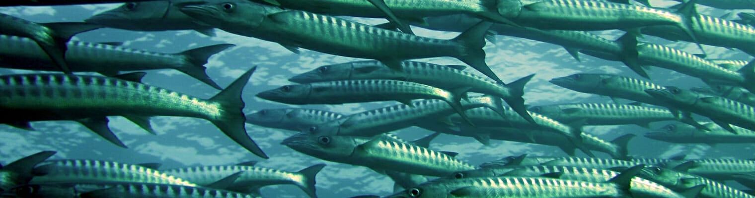 migliori cibi per lo studio