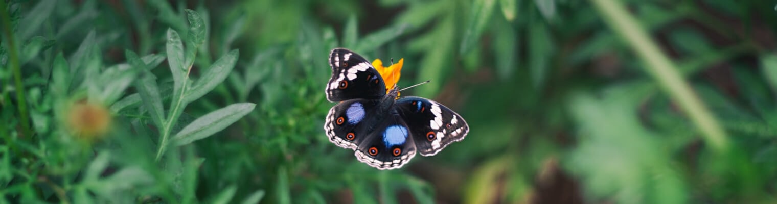 felicità-tempi recenti