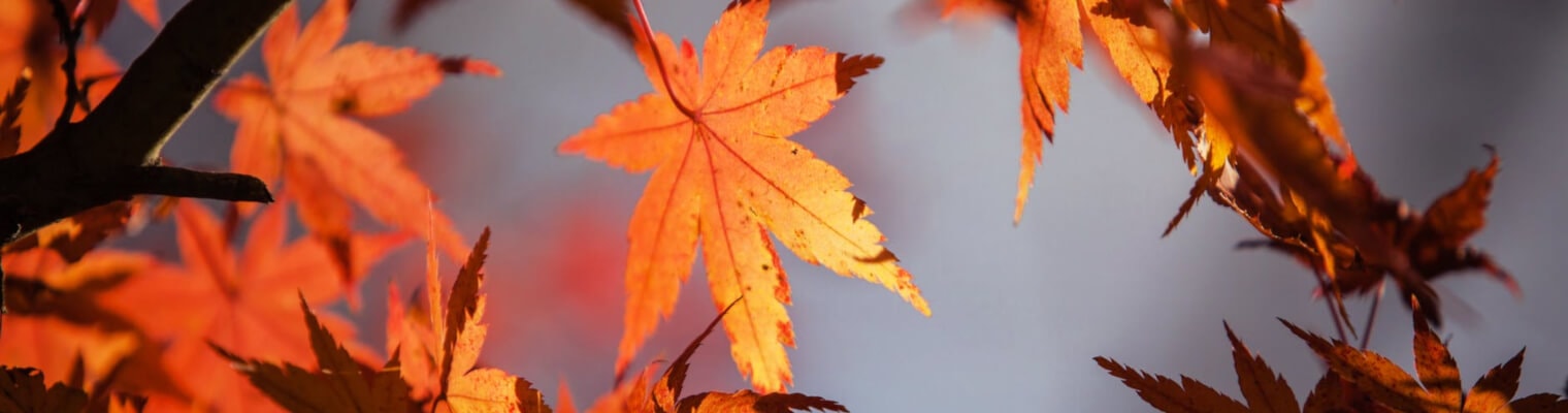 frasi sull'ottimismo frasi sull'ottimismo