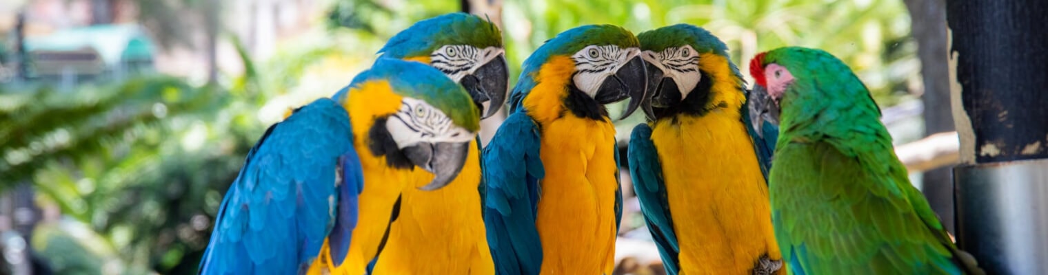 imparare a memoria-tecniche per studiare bene