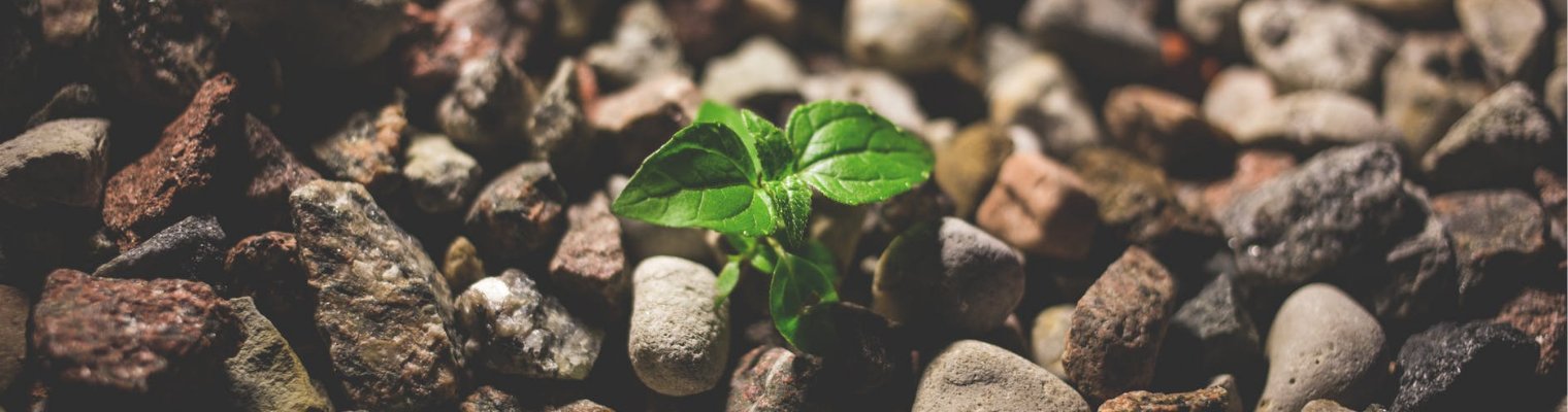 basta poco per essere felici-seme