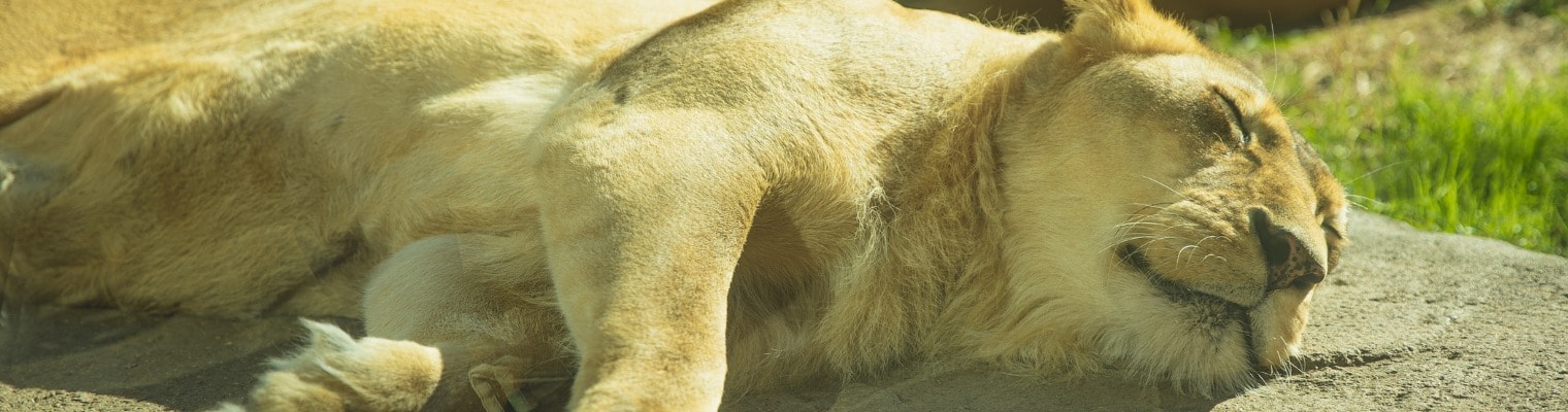 Stanchezza fisica e mentale Ritrova la tua energia