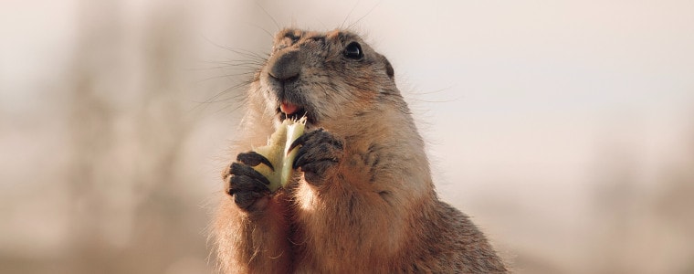 imparare a respirare talpa