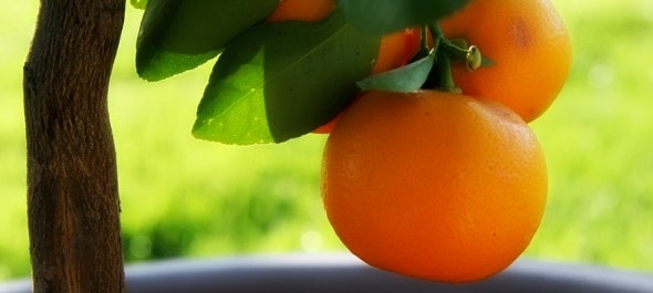 Cogli il frutto Cogli il frutto